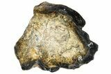 Mammoth Molar Slice With Case - South Carolina #291063-1